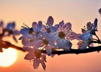 როდის გამოიდარებს საქართველოში? – უახლესი პროგნოზი