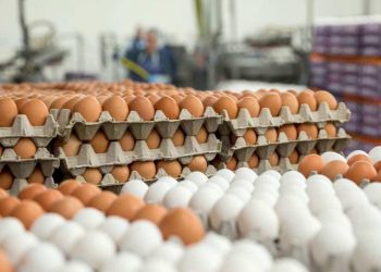 მოიმატებს თუ არა სააღდგომოდ კვერცხის ფასი? – ინფორმაციას  “კუმისის” დირექტორი ავრცელებს