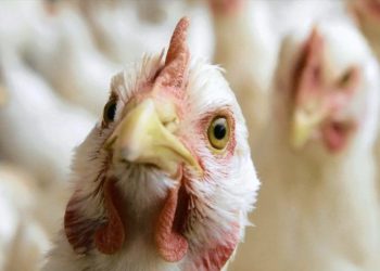 თეთრი სახლის პრესმდივანმა ბაიდენის ადმინისტრაცია დიდი რაოდენობით ქათმების დახოცვაში დაადანაშაულა