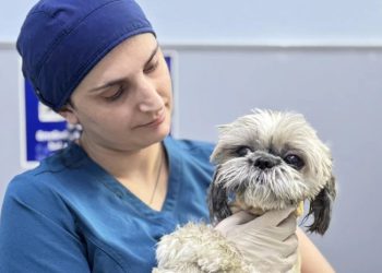 როგორია ძაღლის მდგომარეობა, რომელიც ნაგაზმა ლისის ტბაზე დაგლიჯა – კლინიკა ინფორმაციას ავრცელებს