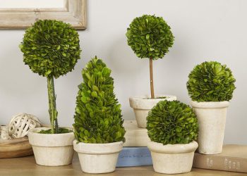 როგორ უნდა გაახაროთ ბზა სახლში და როგორ უნდა მოუაროთ მას