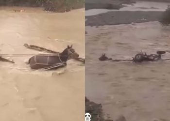 “საშინელება! ცხენი მდინარემ წაიღო”- მოქალაქე ბოლნისიდან ვიდეოს აქვეყნებს