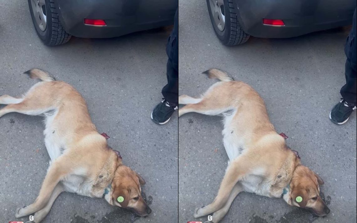 🎥”ამ წუთებში თბილისში, შუა ქუჩაში კაცმა იარაღი ესროლა ძაღლს”- მოქალაქე ვიდეოს აქვეყნებს