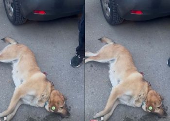 🎥”ამ წუთებში თბილისში, შუა ქუჩაში კაცმა იარაღი ესროლა ძაღლს”- მოქალაქე ვიდეოს აქვეყნებს