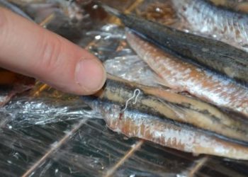 სურსათის უვნებლობის სპეციალისტი თევზში საშიში პარაზიტის შესახებ მოსახლეობას აფრთხილებს