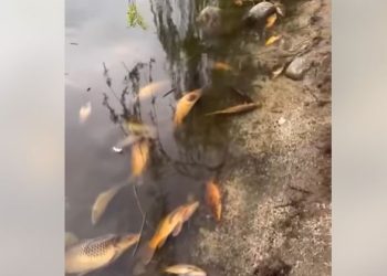 🎥”მზიურის პარკში  თევზები დაიხოცნენ!”- ვრცელდება ვიდეო ადგილიდან