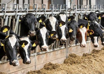 „ყვარლის ბაგა“ სპეციალურ განცხადებას ავრცელებს