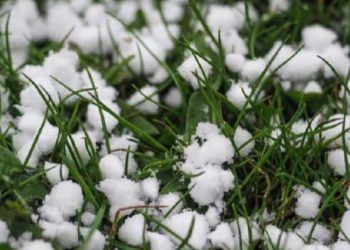 🎥გურჯაანის მუნიციპალიტეტში სოფლები დაისეტყვა – რა ვითარებაა ადგილზე?