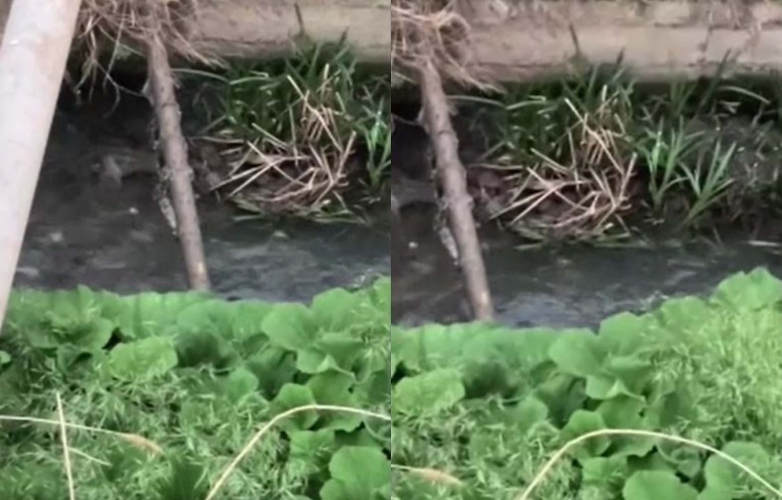 🎥”შორი იყო და კარგად არ ჩანს, უზარმაზარია” – რა დააფიქსირა მოქალაქემ აღმაშენებლის ხეივანზე?