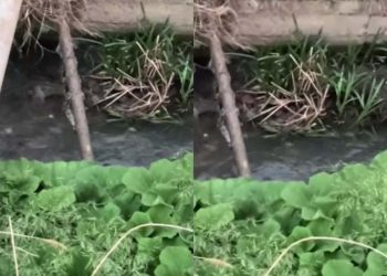 🎥”შორი იყო და კარგად არ ჩანს, უზარმაზარია” – რა დააფიქსირა მოქალაქემ აღმაშენებლის ხეივანზე?