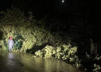 განადგურდა ერთწლიანი კულტურა და ნარგავები – ახმეტის მუნიციპალიტეტში სტიქიას ებრძვიან