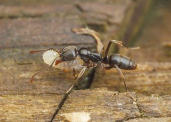 “მისი ნაკბენი ანაფილაქსიურ შოკს იწვევს…” – ახალი ტიპის მწერები გამრავლდნენ