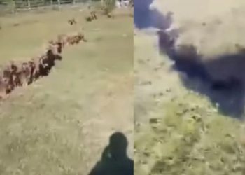 🎥ხარაგაულში მიწას ნაპრალები გაუჩნდა – მოქალაქე კადრებს ავრცელებს