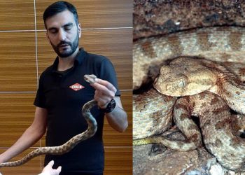 მომრავლდნენ თუ არა გველები საქართველოში და როგორ უნდა დავიცვათ თავი – ჰერპეტოლოგი “მეტრონომთან”