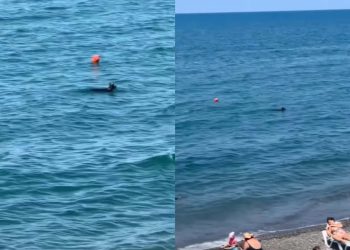 🎥”დილის 7-8 საათის მერე დაცურავს, არ გაჩერებულა”- რა კადრები ვრცელდება სოციალურ ქსელში?