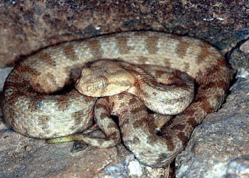 რომელი რეგიონია საშიში ქვეწარმავლების კუთხით – სპეციალისტის პასუხი