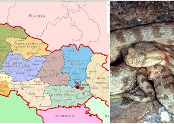 რომელ რეგიონში გვხვდება გიურზა და როგორ მოვიქცეთ მისი დაგესვლის შემთხვევაში? – რას ამბობს სპეციალისტი