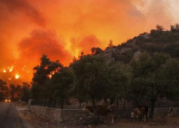 11 გარდაცვლილი, ათობით დაშავებული და განადგურებული ათასობით ჰექტარი ტყის მასივი – თურქეთი უკვე მე-4 დღეა დამანგრეველ სტიქიას ებრძვის
