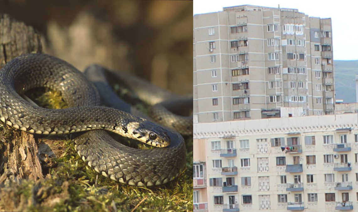 რომელ სართულამდე შეუძლია გველს ასვლა? – რას ამბობს სპეციალისტი?