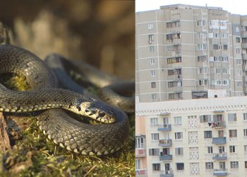 რომელ სართულამდე შეუძლია გველს ასვლა? – რას ამბობს სპეციალისტი?