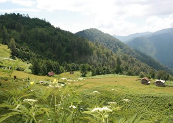 „მთის ჰაერით მკურნალობა ერთ-ერთი უმნიშვნელოვანესია…“ – პედიატრის საჭირო რეკომენდაცია