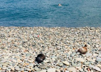 “პლიაჟებს ვკარგავთ, ზღვის დონე 20 სანტიმეტრით არის მომატებული“ –  ნინო ჩხობაძე