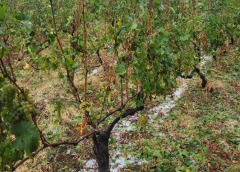 როდის დაიწყებს სახელმწიფო სეტყვისგან დაზიანებული ყურძნის ჩაბარებას და როგორია ფასი? – ღვინის ეროვნული სააგენტო განცხადებას ავრცელებს