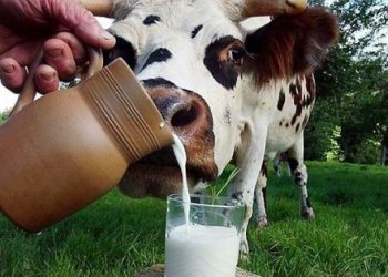 რძესთან დაკავშირებით სურსათის ეროვნული სააგენტო მოსახლეობას აფრთხილებს