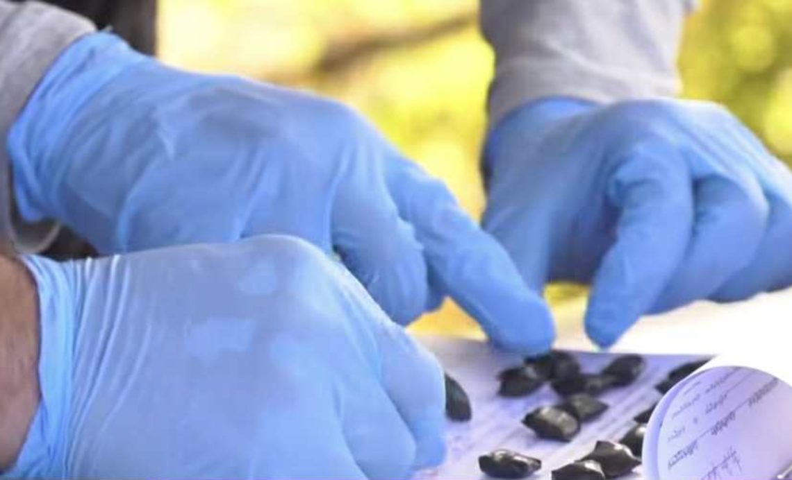 იმერეთის პოლიციამ განსაკუთრებით დიდი ოდენობით ნარკოტიკი ამოიღო – დაკავებულია ერთი პირი