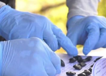 იმერეთის პოლიციამ განსაკუთრებით დიდი ოდენობით ნარკოტიკი ამოიღო – დაკავებულია ერთი პირი