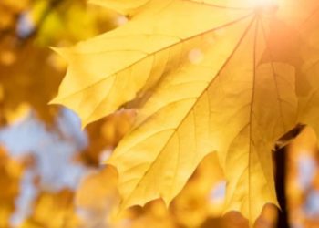 როგორი ამინდი იქნება თვის ბოლომდე საქართველოში – განახლებული პროგნოზი