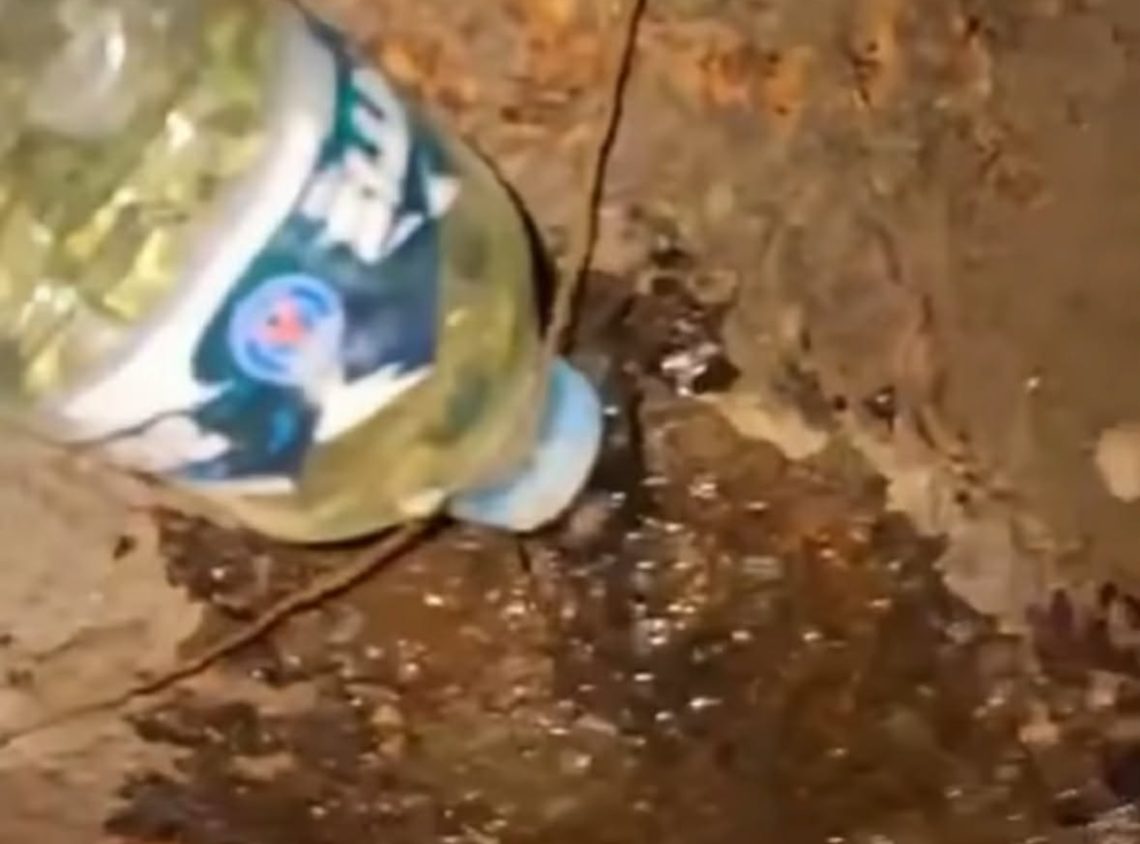 გლდანში ნაძვის ხეებს ახმობენ – რა ვიდეო ვრცელდება?