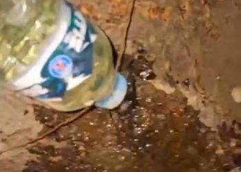 გლდანში ნაძვის ხეებს ახმობენ – რა ვიდეო ვრცელდება?