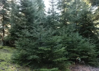 ნაძვის მოჭრაზე კანონმდებლობა მკაცრდება – საყურადღებო ინფორმაცია