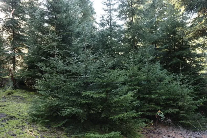 ნაძვის მოჭრაზე კანონმდებლობა მკაცრდება – საყურადღებო ინფორმაცია