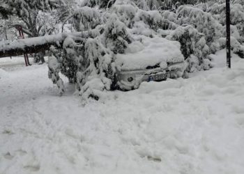 ვაზისუბანში ხე წაიქცა და მანქანას დაეცა – რავითარებაა ადგილზე?