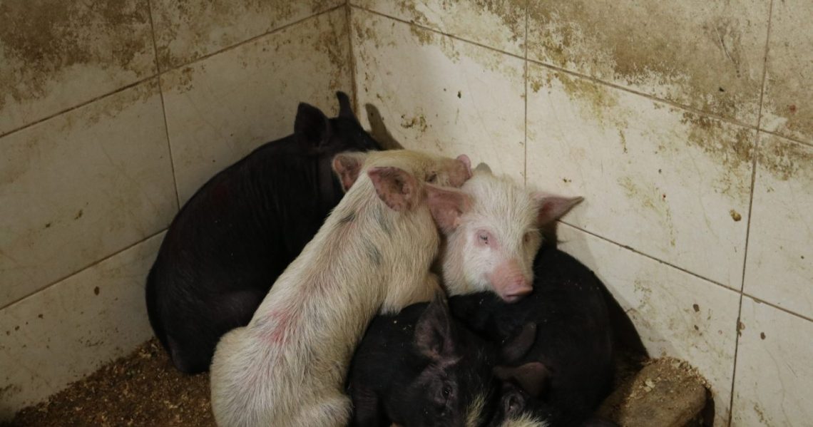 ქუთაისში არალეგალური სასაკლაო გამოვავლინეთ – სურსათის ეროვნული სააგენტო