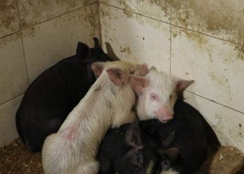 ქუთაისში არალეგალური სასაკლაო გამოვავლინეთ – სურსათის ეროვნული სააგენტო