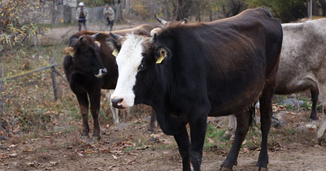 ცოფით მსხვილფეხა და წვრილფეხა ცხოველის სიკვდილისას მეპატრონე კომპენსაციას მიიღებს – სეს