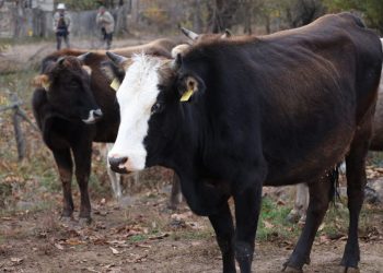 ცოფით მსხვილფეხა და წვრილფეხა ცხოველის სიკვდილისას მეპატრონე კომპენსაციას მიიღებს – სეს