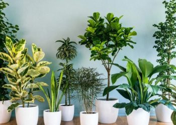 როგორი წყლით უნდა მოვრწყათ ოთახის მცენარეები