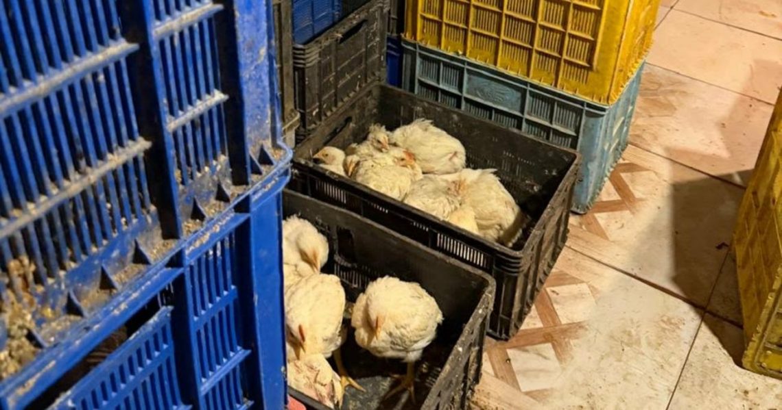 თერჯოლაში ფრინველების არალეგალური სასაკლაო გამოავლინეს