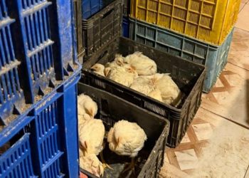 თერჯოლაში ფრინველების არალეგალური სასაკლაო გამოავლინეს