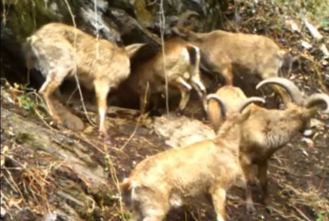 ჯიხვები ლაგოდეხის ნაკრძალიდან 📸 ლაგოდეხის დაცული ტერიტორიები