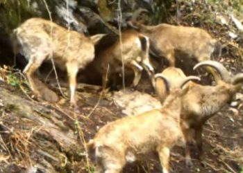 ჯიხვები ლაგოდეხის ნაკრძალიდან 📸 ლაგოდეხის დაცული ტერიტორიები