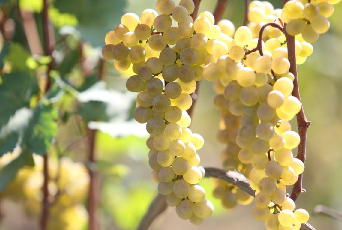 “ქართული ოცნების” ინიციატივით, სამეწარმეო ვენახის გაშენებისთვის თანხმობის მიღება იქნება აუცილებელი