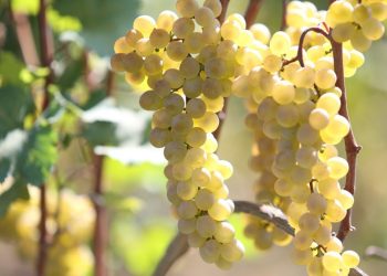 “ქართული ოცნების” ინიციატივით, სამეწარმეო ვენახის გაშენებისთვის თანხმობის მიღება იქნება აუცილებელი