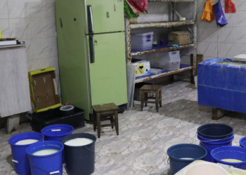 ქვემო ქართლში ყველის არალეგალური საწარმოები გამოვლინდა