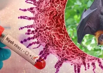 მარტივად ვრცელდება თუ არა “ნიპას” ვირუსი? – ინფექციონისტის განმარტება