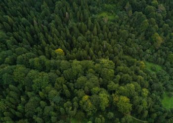 “სატყეო რეფორმა, რომელსაც გარემოს დაცვისა და სოფლის მეურნეობის სამინისტრო ახორციელებს, ტყის დაცვისთვის მნიშვნელოვანია” – დათა კობახიძე
